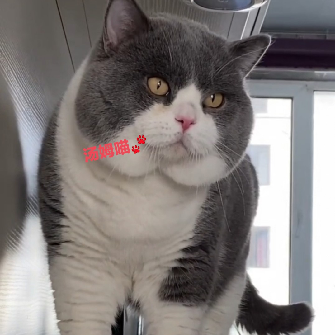 赛级蓝猫蓝白猫矮脚短腿曼基康cfa纯种澳血英国短毛猫蓝白矮脚小公母